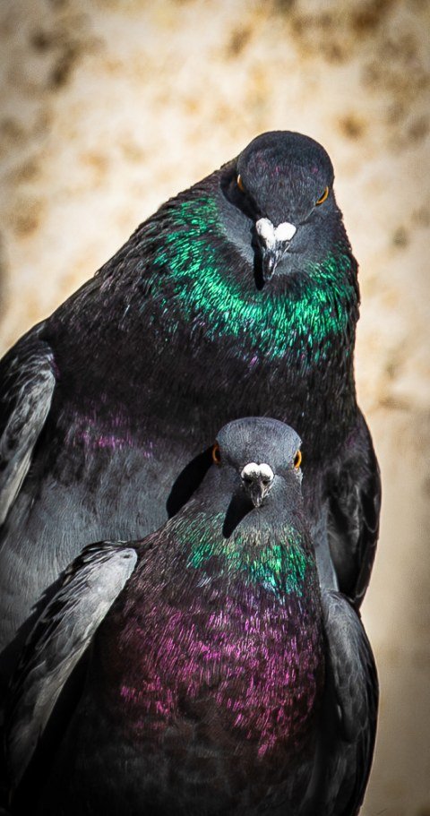 ¿Qué? — .....beacause those are Guatemalan Pigeons....