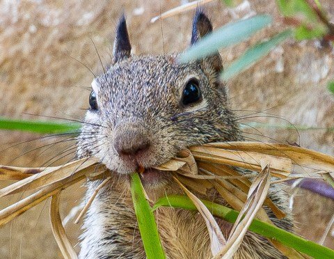 Materials — The build…..I wonder what the perimeter of gathering is related to the Squirrel.House